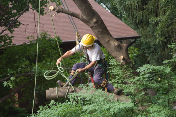 Best Tree and Shrub Care  in Chetek, WI